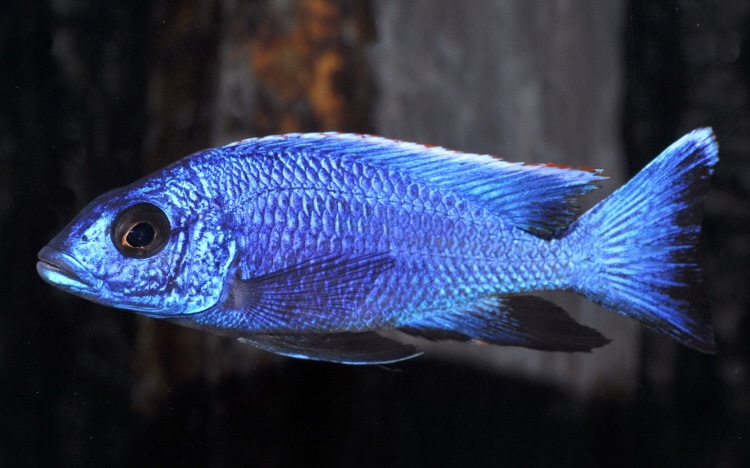 Otopharynx lithobates 'Domwe Island'